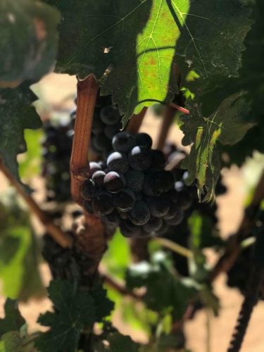 21462974 10156551492364348 1965673878462770949 n