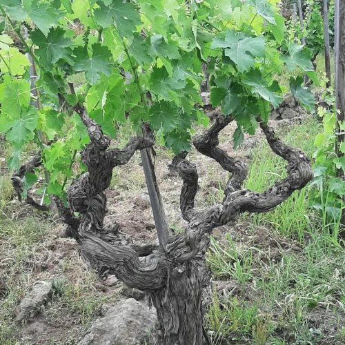 alberello-a-Solicchiata-Etna