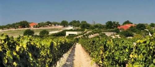 opt  0000 Planeta-Noto-6-1920x840