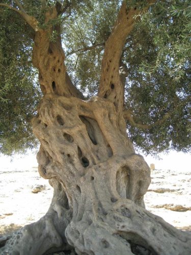 sicily-september-2011-149