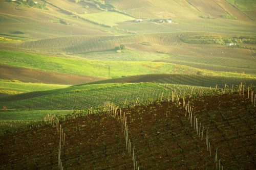 sicily-spring-vineyard-panorama